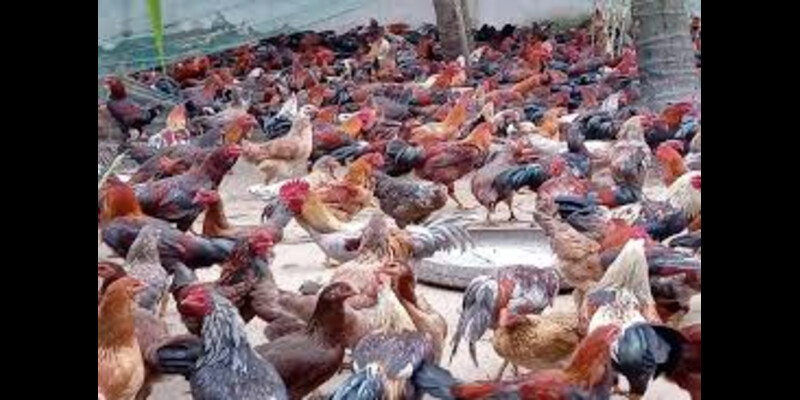 Chế độ ăn uống và cách nuôi