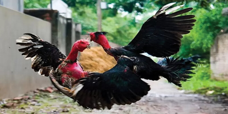 Cho gà ăn những đồ ăn bổ dưỡng nhằm nâng cao sức khỏe